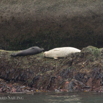 A full day sail with two different groups of orca: T99’s followed by T65A’s minus T65A2