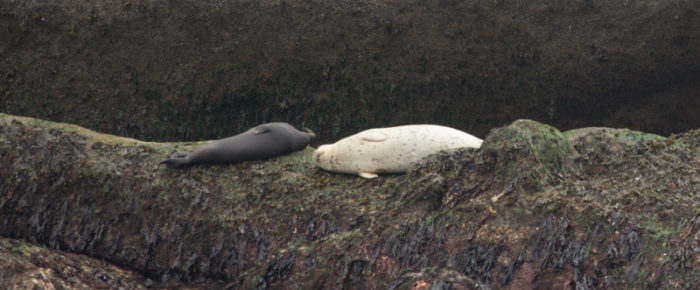 A full day sail with two different groups of orca: T99’s followed by T65A’s minus T65A2