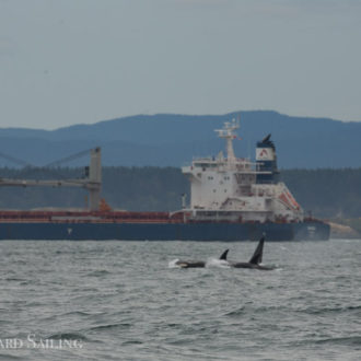 A sail seeing Southern Residents from J and K pods