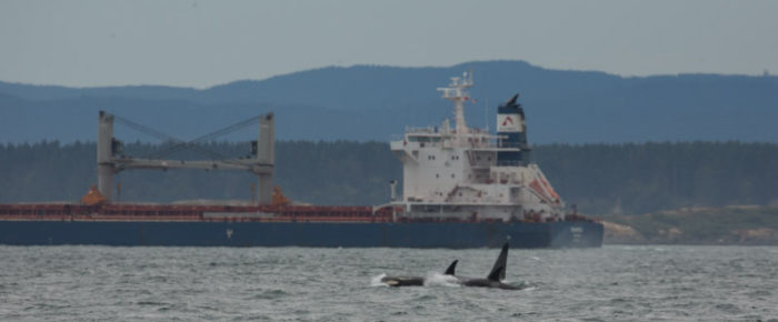 A sail seeing Southern Residents from J and K pods