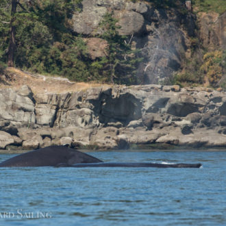 Orcas and humpbacks, oh my! T65A’s and Heather (BCY0160) and Raptor (BCY0458)