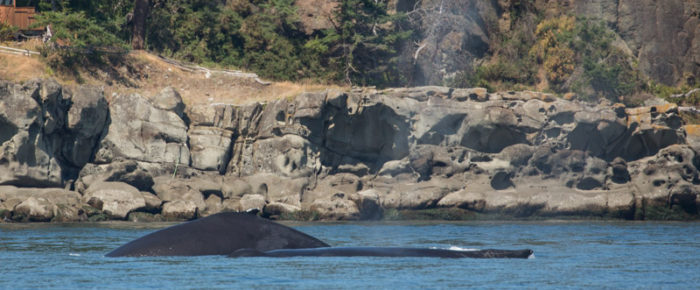 Orcas and humpbacks, oh my! T65A’s and Heather (BCY0160) and Raptor (BCY0458)