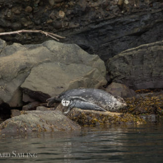 Sailing with T77’s, T30B’s and a couple orcas we’ve never seen before, T117B and T172