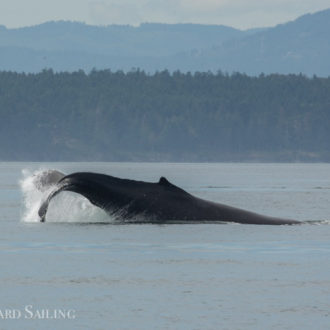 Sail to Turn Point Lighthouse with two humpbacks BCY0324 “Big Mama” and MMX0099.