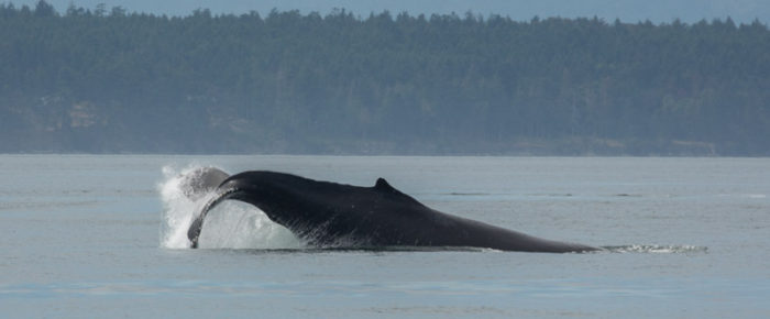 Sail to Turn Point Lighthouse with two humpbacks BCY0324 “Big Mama” and MMX0099.