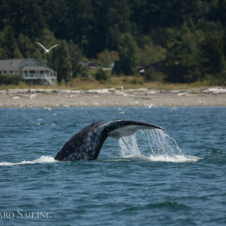 Sail with a gray whale (CRC2256)!