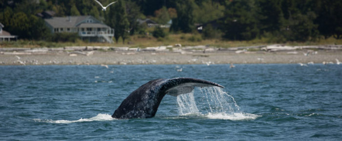 Sail with a gray whale (CRC2256)!