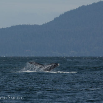 Finding humpback whale MMX0167 “Stitch” by East Pt