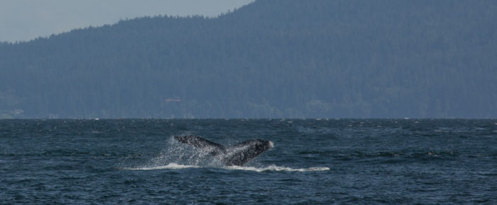 Finding humpback whale MMX0167 “Stitch” by East Pt