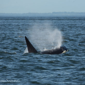 Sailing with a humpback whale MMX0167 “Stitch” and several groups of orca