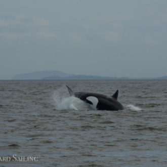 Sailing with the T65A’s and T77’s near Pt Roberts