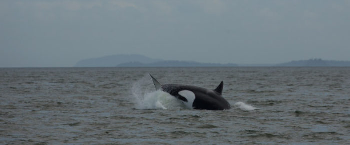 Sailing with the T65A’s and T77’s near Pt Roberts