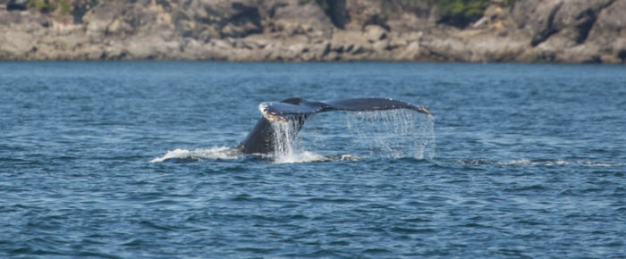 Humpbacks MMX0101 “Strike” and CS631 “Two Spot” plus orcas T34’s, T37 and T37B’s in Swanson Channel
