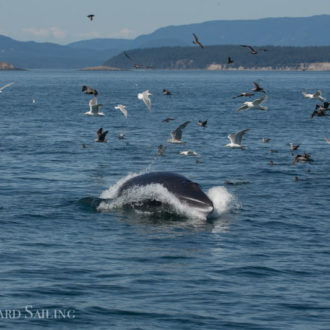 It was whale soup out there! 4 Minkes, Orca family T46B’s plus a humpback!
