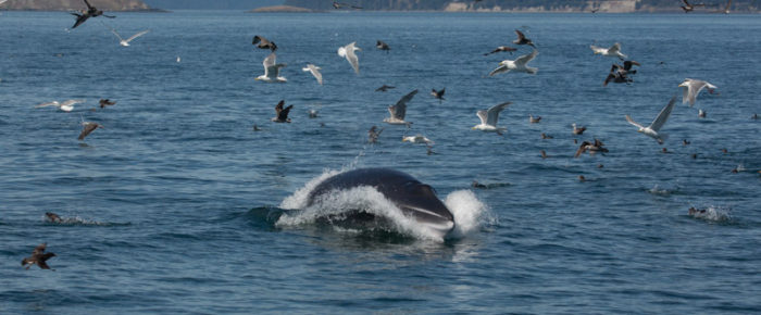 It was whale soup out there! 4 Minkes, Orca family T46B’s plus a humpback!