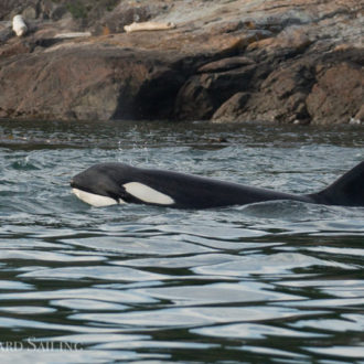 An unbelievable sail with orcas T124A1, T124A2’s and T124C into the sunset