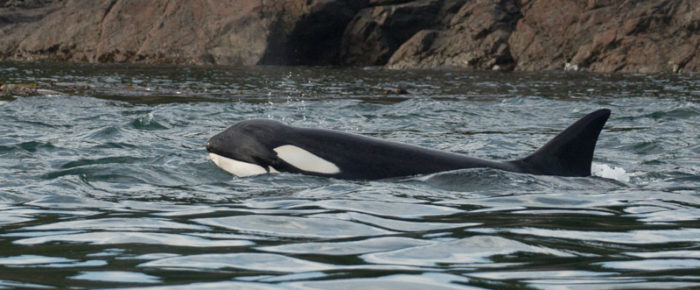 An unbelievable sail with orcas T124A1, T124A2’s and T124C into the sunset An unbelievable sail with orcas T124A1, T124A2’s and T124C into the sunset