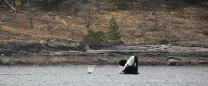 Crossing the border to sail with Biggs/Transient orcas T124A1, T124A2’s and T124C
