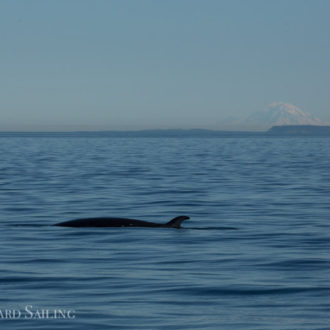 Drifting in silence while circled by curious minke whale