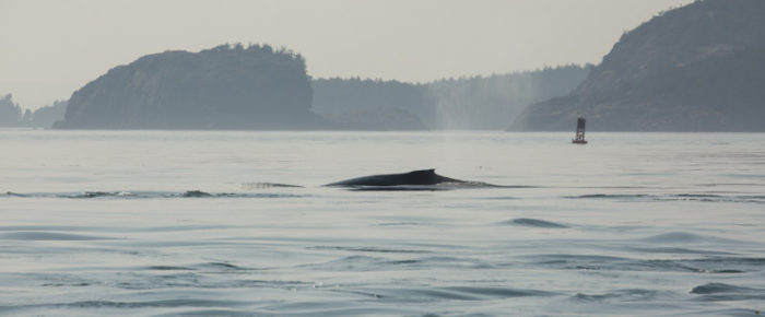 Three Minkes and a Humpback whale MMY0147 on our sail