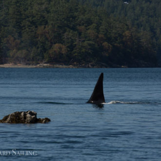 Sailing with T18s Transient Orcas