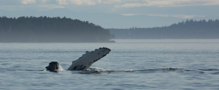 Sailing with humpback whales BCX1358 ‘Frankenstein’ and BCY0324 ‘Big Mama’