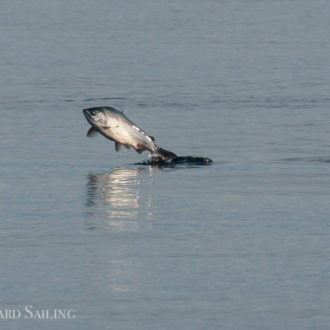 Humpback whale MMZ0030, minke whales and leaping salmon