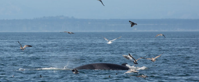 Fun minke whale encounter and a sail around Lopez