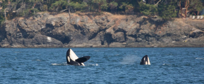 A look at J Pod A look at J Pod
