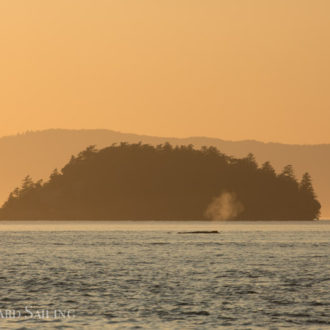 Short sunset sail with a humpback and a full moon rise