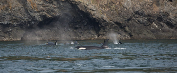J pod at Kellett Bluff