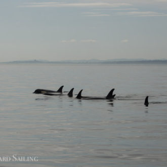 J pod with a pair of humpback whales and minkes feeding