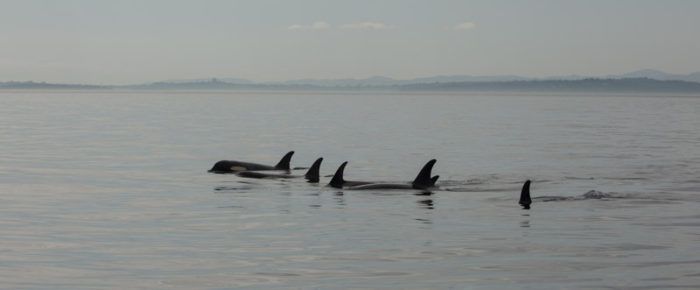 J pod with a pair of humpback whales and minkes feeding J pod with a pair of humpback whales and minkes feeding