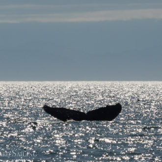 Multiple minkes and a humpback whale MMX0006