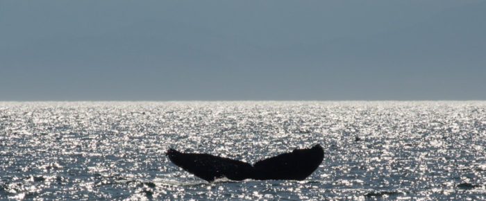 Multiple minkes and a humpback whale MMX0006