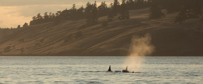 Sailing with Biggs/Transient orcas T34’s, T37 and T37B’s followed by T99’s