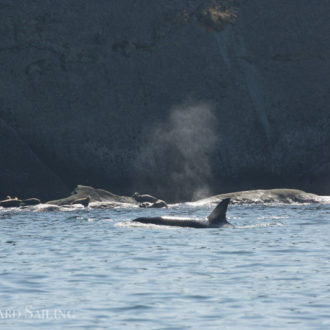 Sail with the T36A Transient orcas hunting at White Rock and Skipjack Islands