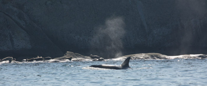 Sail with the T36A Transient orcas hunting at White Rock and Skipjack Islands