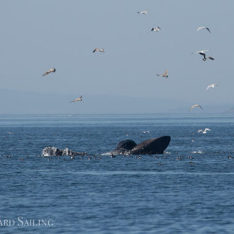 Another triple hitter! Transients T99’s, Minke whale “Sparkles” and Humpback MMX0006