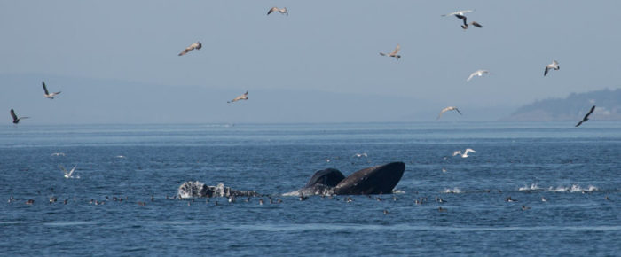 Another triple hitter! Transients T99’s, Minke whale “Sparkles” and Humpback MMX0006