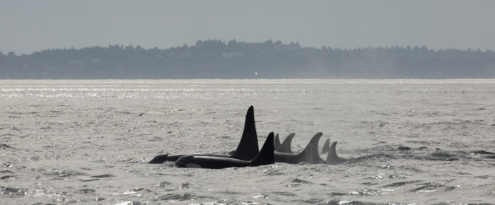 Transient orcas T137’s, Resident J Pod orcas, and a tufted puffin