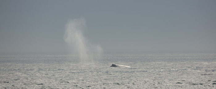 A sail with J pod, a humpback and a minke
