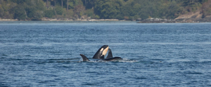 A sail around San Juan Island plus Southern Resident orcas from J Pod