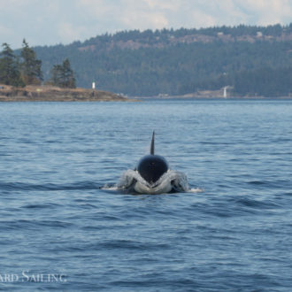 Sailing with whales – T60s, T2B and T59 followed by the T37As and a Humpback whale BCX1358 “Frankenstein”