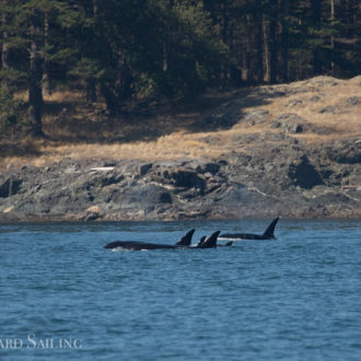 Sailing with Transient Orcas T60s with T2B and T59 from Sidney Island to D’Arcy