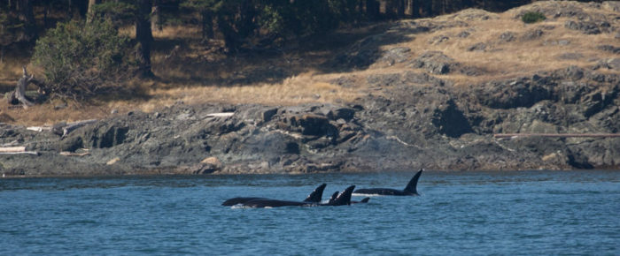 Sailing with Transient Orcas T60s with T2B and T59 from Sidney Island to D’Arcy