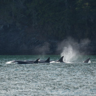Yellow Island and the T60s family of Transient Orcas plus T2B and T59