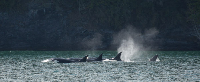 Yellow Island and the T60s family of Transient Orcas plus T2B and T59