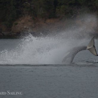 Transient orcas T36A’s with T101’s, T49A3, followed by T137’s