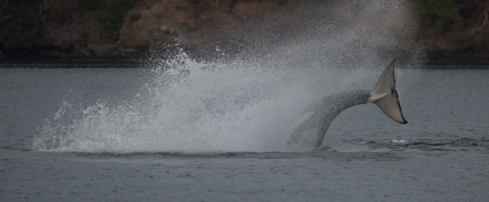Transient orcas T36A’s with T101’s, T49A3, followed by T137’s
